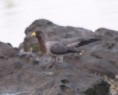 /album/photogallery/plantain-eater-at-tendaba-camp-jpg/